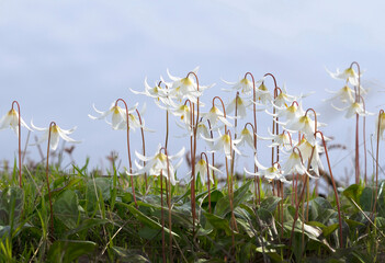 White fawn lily Erythronium oregonum, Pender Island, British Columbia, Canada