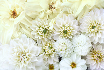 Delicate blossoming white and pale yellow flowers, blooming light dahlias festive background, wedding bouquet pastel floral card, selective focus