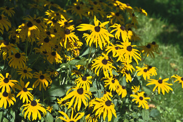 Rudbeckia in blossom in a garden