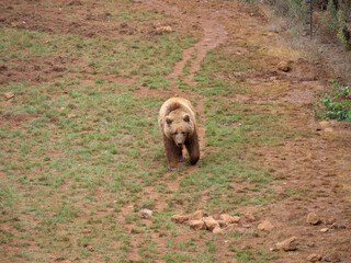 Un oso pardo marrón caminando en un paisaje verde en el zoo de Cabárceno en Cantabria, España, verano de 2020