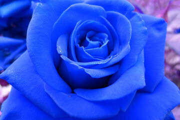 Blue rose close up. Dew drops on rose petals. Blue creative toning