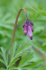 Pacific Bleeding Heart Dicentra formosa, Cowichan Valley, Vancouver Island, British Columbia, Canada