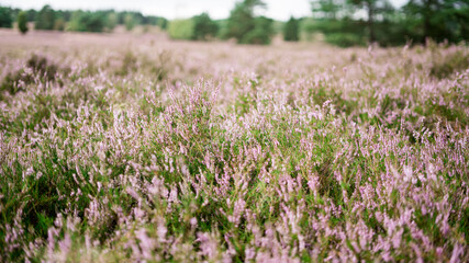 Naklejka premium Heidekraut in der Lüneburger Heide 