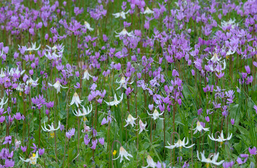 Obraz na płótnie Canvas Cowichan Garry Oak Preserve wildflower meadow, Cowichan Valley, Vancouver Island, British Columbia.