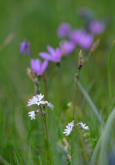 Cowichan Garry Oak Preserve, Cowichan Valley, Vancouver Island, British Columbia.