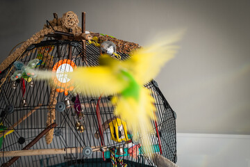 An unusual shape of bird cage with a mirror, perches and toys attached. A budgerigar is flying in...