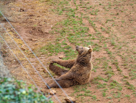 Oso pardo de color marr&oacute;n, sentado sobre la tierra con hierbas verdes, agarr&aacute;ndose una zarpa con la pata delantera en una postura graciosa.