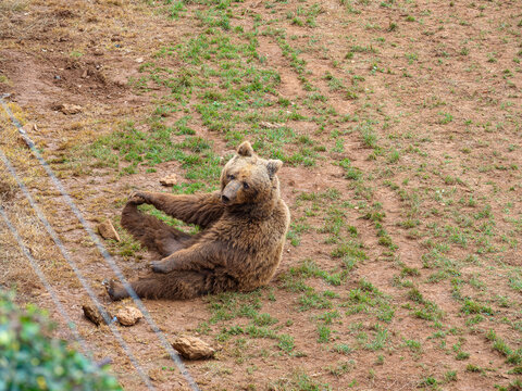 Oso pardo de color marr&oacute;n, sentado sobre la tierra con hierbas verdes, agarr&aacute;ndose una zarpa con la pata delantera en una postura graciosa.