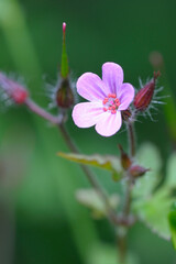 , Cowichan Valley, Vancouver Island, British Columbia, Canada