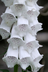Foxglove Digitalis  purpurea, Cowichan Valley, Vancouver Island, British Columbia, Canada © Cavan