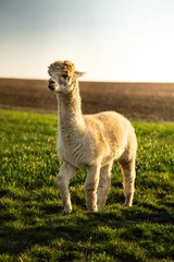 Foto auf Alu-Dibond alpaca in the grass © GCLAN33