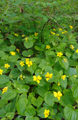 Stream Violet Viola glabella, Cowichan Valley, Vancouver Island, British Columbia, Canada