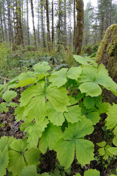 Vanilla Leaf Achlys triphylla, Cowichan Valley, Vancouver Island, British Columbia, Canada