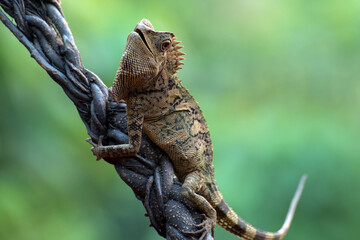 Female forest dragon ( Gonocephalus chamaeleontinus ) in defensive mod