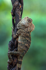 Female forest dragon ( Gonocephalus chamaeleontinus ) in defensive mod