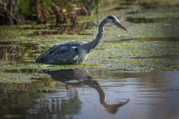 Fish or my reflection