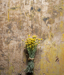 Small chamomile bouquet on old wood. Santolina chameyparissus