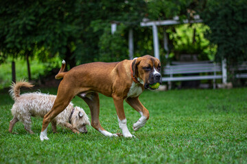 Dogs, big and small, playing with in the field.