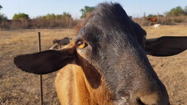 Brown red big cow grazes eat on dried dehydrated dry grass lawn meadow in hot summer sunny day countryside farm. close-up view of cattle. face of bull goat looks into camera. Agriculture, drought