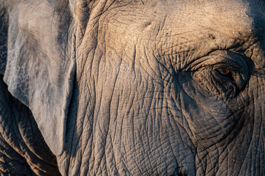 Elephant eye close up at animal sanctuary in the golden triangle