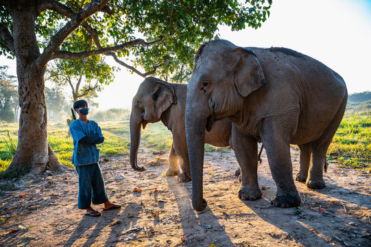 standing next to elephant's at animal sanctuary in the golden triangle