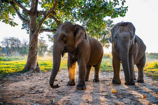 two young elephants at animal sanctuary in the golden triangle