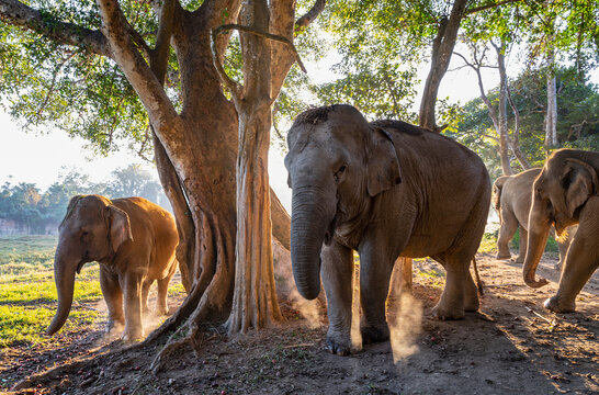 group of elephant's at animal sanctuary in the golden triangle