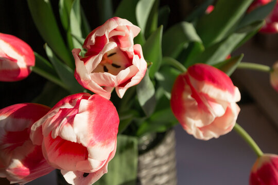 Pink tulips in a pot near the window
