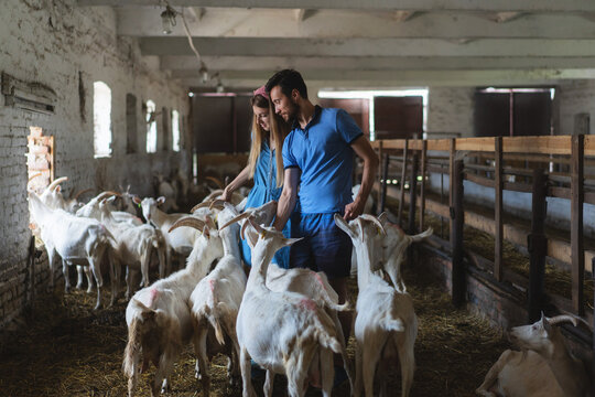 Couple feeding goats on the farm, view of many goat heads, farming, ec