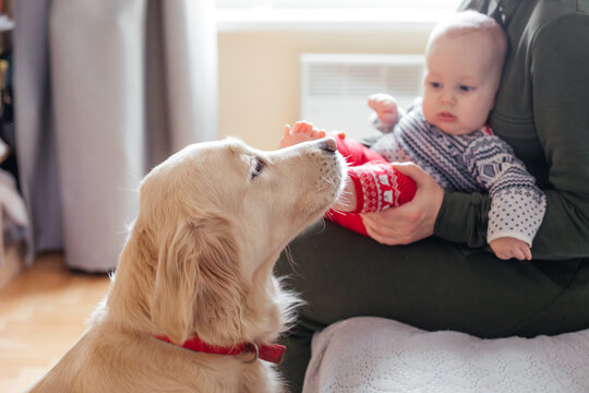Training dogs to behave with little children