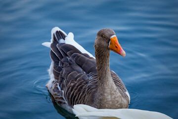 Blue eyed grey goose portrait. Funny domestic waterfowl purebred goose bird. Closeup of the muzzle face of goose on background of blue water