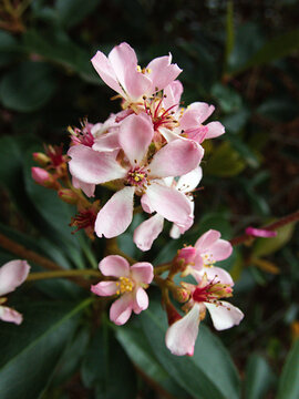 Beautiful pink rhaphiolepis umbellata flowers