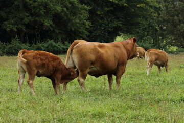 A calf feeding from mother cow, Limousin cattle.