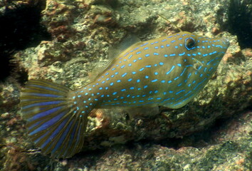 Costa Rica Pacific sea life