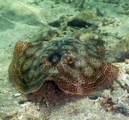 Costa Rica Pacific sea life