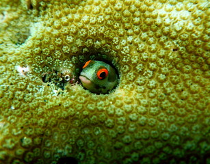 Costa Rica Pacific sea life