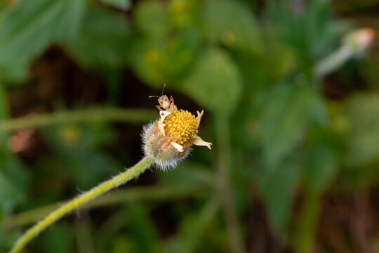  Tridax Daisy, with an insect outside
