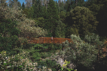 Distant Shot of Teen Boy on A rust Colored Bridge over a Lush Forest