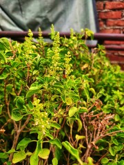 Honey Bee Drinking the juice of  Basil Flowers and Make Honey