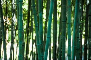 close up of Bamboo forrest in Damyang