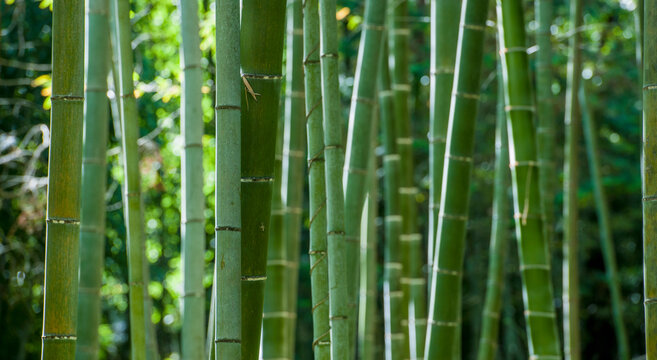 close up of Bamboo forrest in Damyang