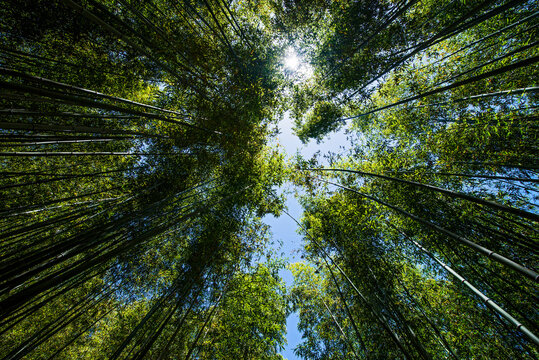 looking up a Bamboo forrest in Damyang