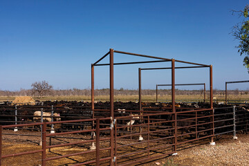 Yarded beef cattle in Central Queensland, Australia waiting to be transported to market.