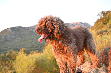 perro de agua espñol