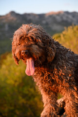 Fototapeta premium perro de agua espñol