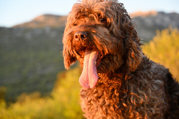 perro de agua espñol