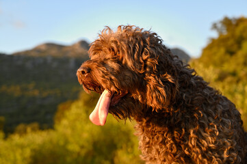 perro de agua espñol