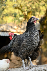 gallina