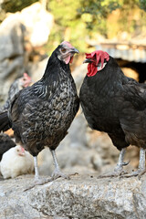 gallinas de corral
