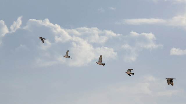Flock of wild wood pigeons in flight